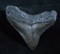 Inch Posterior Megalodon Tooth #3928-1